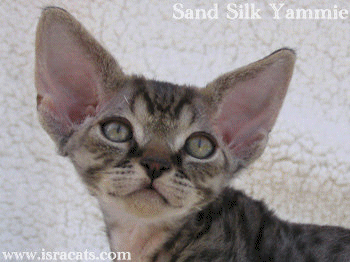 Devon Rex Sand Silk Litter,More information and pictures